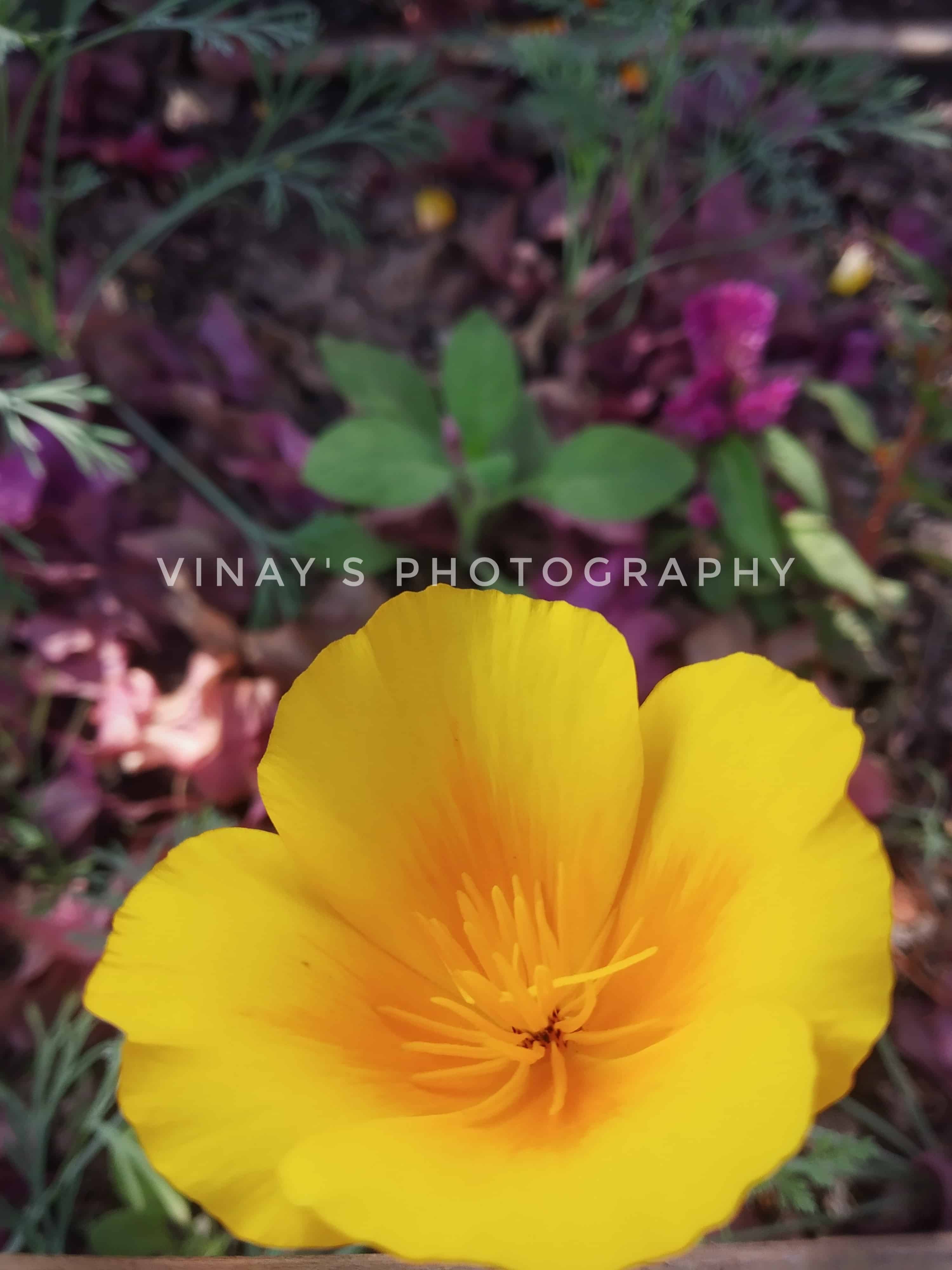 vinay-photography